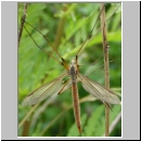 Tipula sp - Schnake 06a.jpg